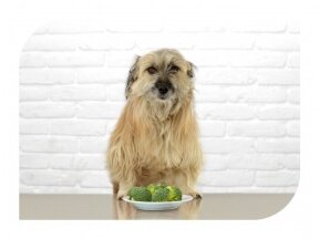 Brokoliai - žaliasis stebuklas šuns mityboje