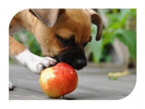 Obuoliai - natūralus antialergenas jūsų šuniui