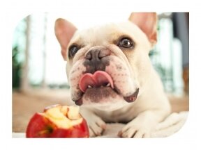 Obuoliai - natūralus antialergenas jūsų šuniui